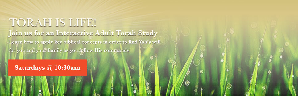 Adult Torah Study